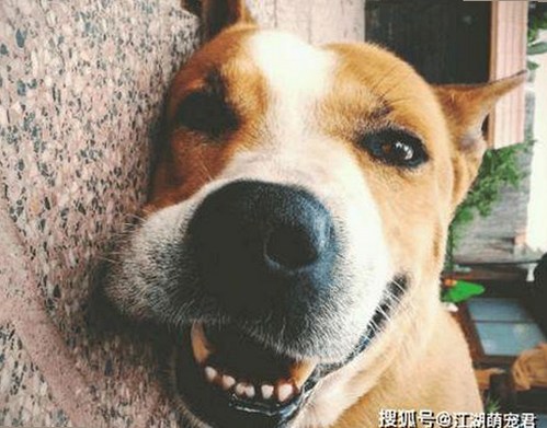 人or狗dna与猪ordna的配合与防治官方版:科技与生活的结合