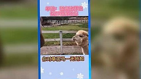 西瓜视频免费最新版下载:畅享高清娱乐新体验