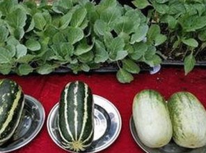 最新版本!51吃瓜网官方版带你全面了解娱乐圈内幕