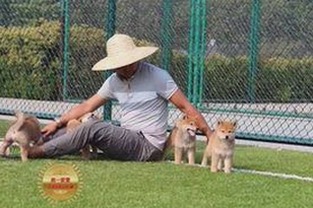 最新解析： 免费观看在线高清动漫的软件下载免费版官方版现状与影响