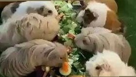 铜仁市关注：樱花视频官方版引领新潮流