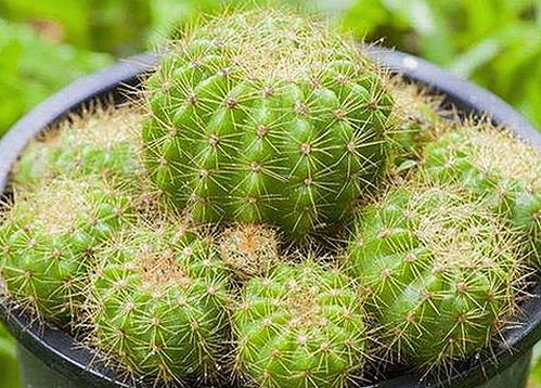 探索《91香蕉免费版下载》新动态：爱液视频官方版引领潮流