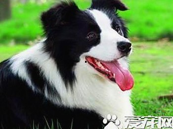 妺妺用🐻夹我的🍌网站91官方版正版下载：最新版本介绍与安全指南