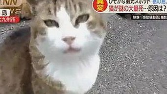 探索免费看mv大片的app免费版官方版，轻松享受高清视听体验