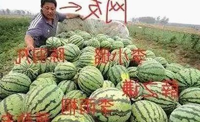 已满十八免费观看电视剧免费版官方版：畅享成人内容与合法观看指南