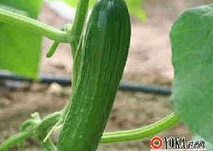 最新解析:www.91色😍萝网站免费版在大连市的现状与发展