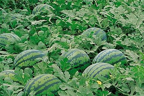 探索糖心破解版官方版下载:安全便捷的最新版本指南