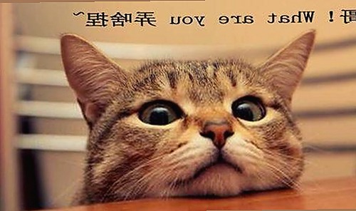 91漫画最新版下载:畅享最新漫画资源的最佳选择