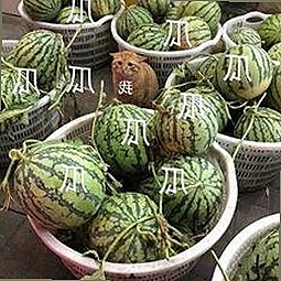 保山市用户必备:菠萝TV免费版最新使用指南