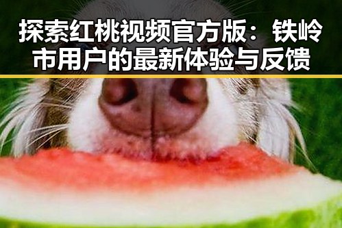 探索红桃视频官方版：铁岭市用户的最新体验与反馈