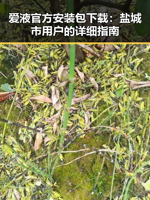 爱液官方安装包下载：盐城市用户的详细指南