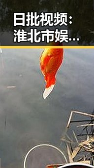 日批视频：淮北市娱乐圈生态的深度观察