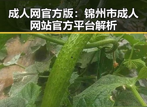 成人网官方版:锦州市成人网站官方平台解析