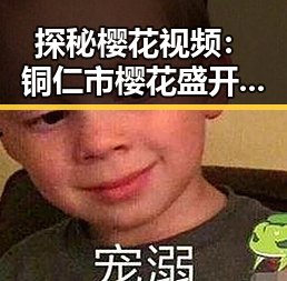 探秘樱花视频：铜仁市樱花盛开的美丽瞬间