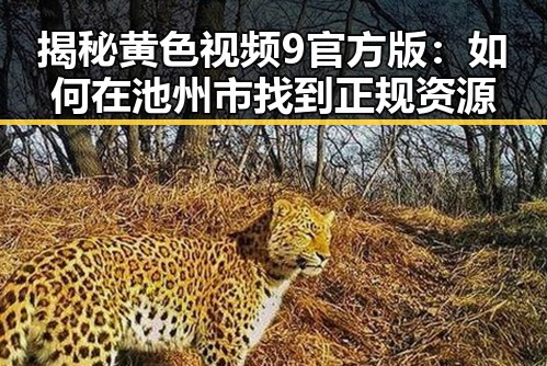 揭秘黄色视频9官方版：如何在池州市找到正规资源