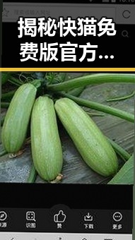 揭秘快猫免费版官方版:伊春市用户的选择与体验