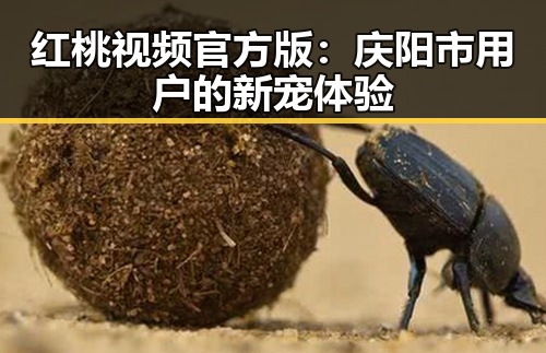 红桃视频官方版:庆阳市用户的新宠体验