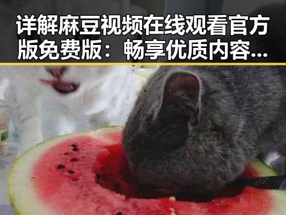 详解麻豆视频在线观看官方版免费版：畅享优质内容新体验